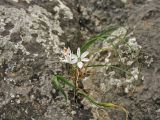 Allium subhirsutum