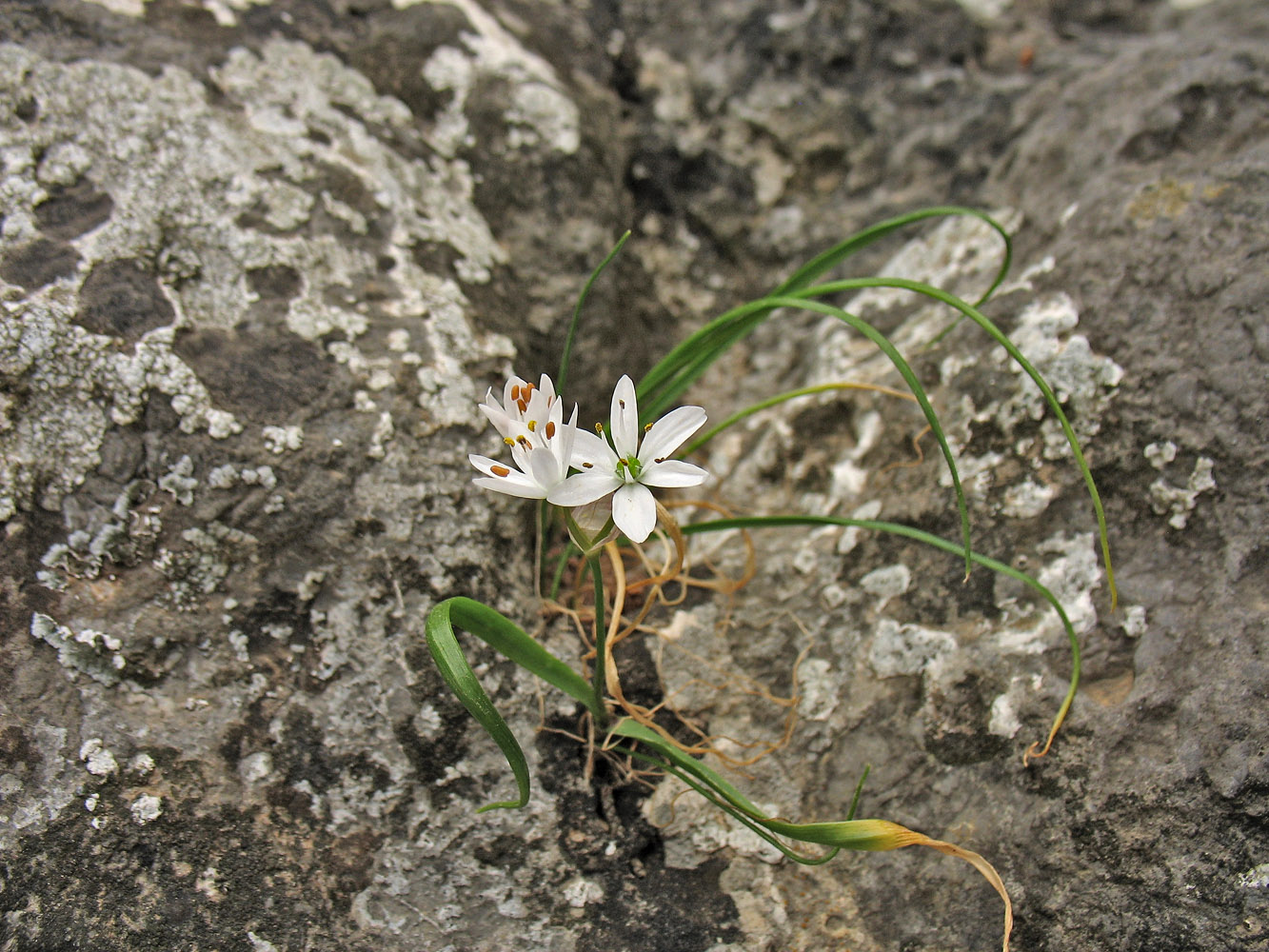 Изображение особи Allium subhirsutum.