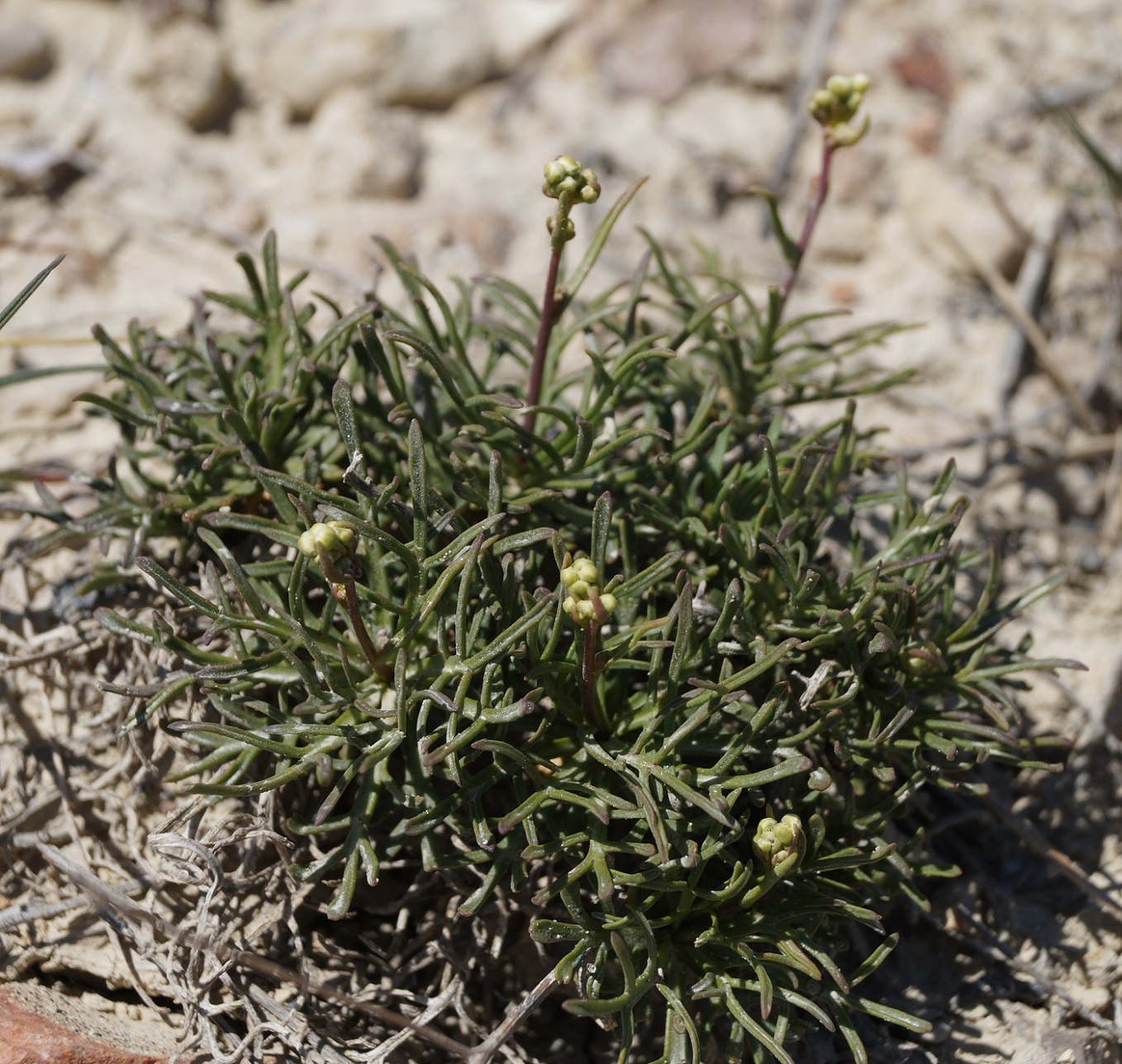 Изображение особи Lepidium turczaninowii.