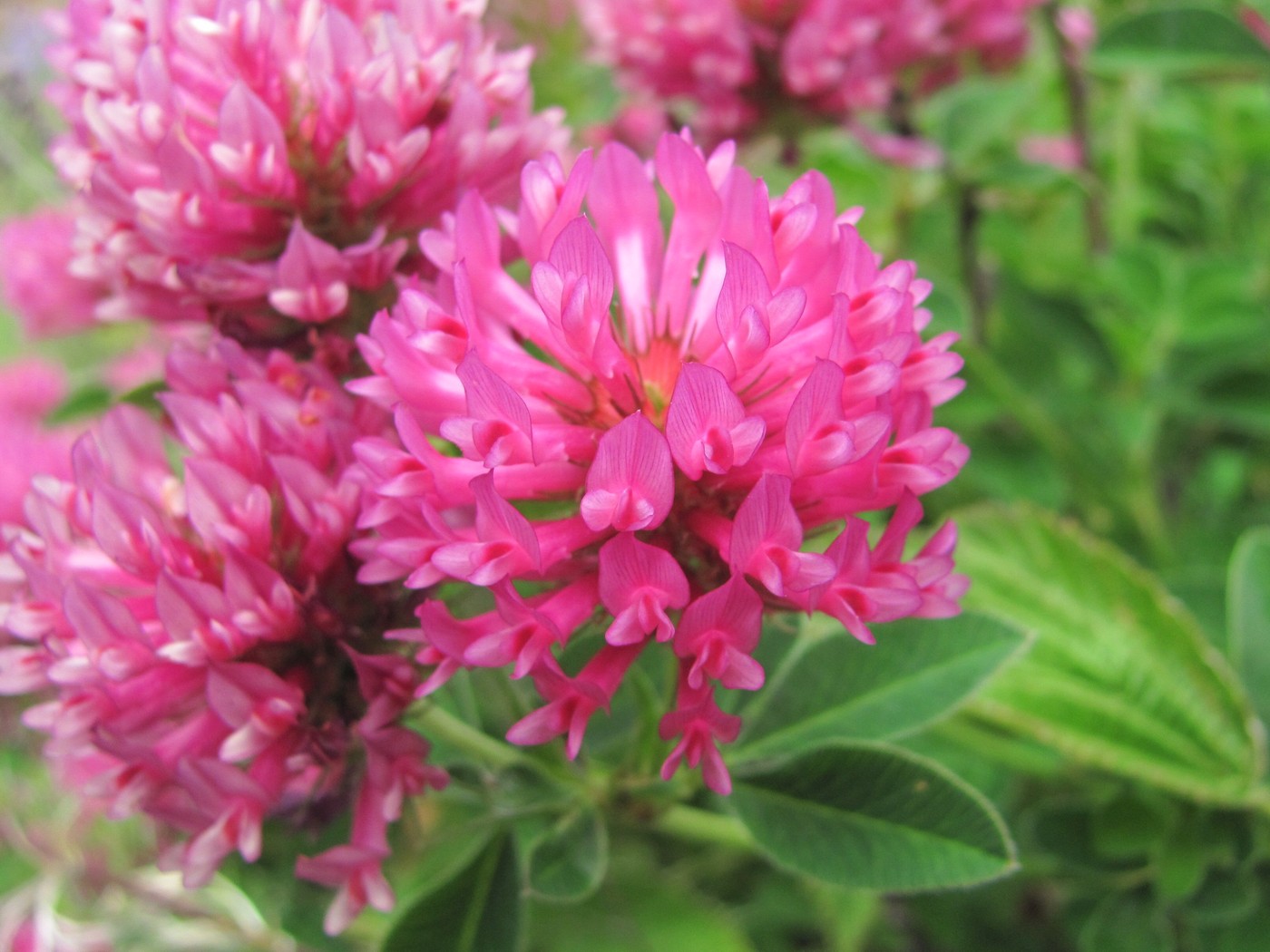 Image of Trifolium medium specimen.