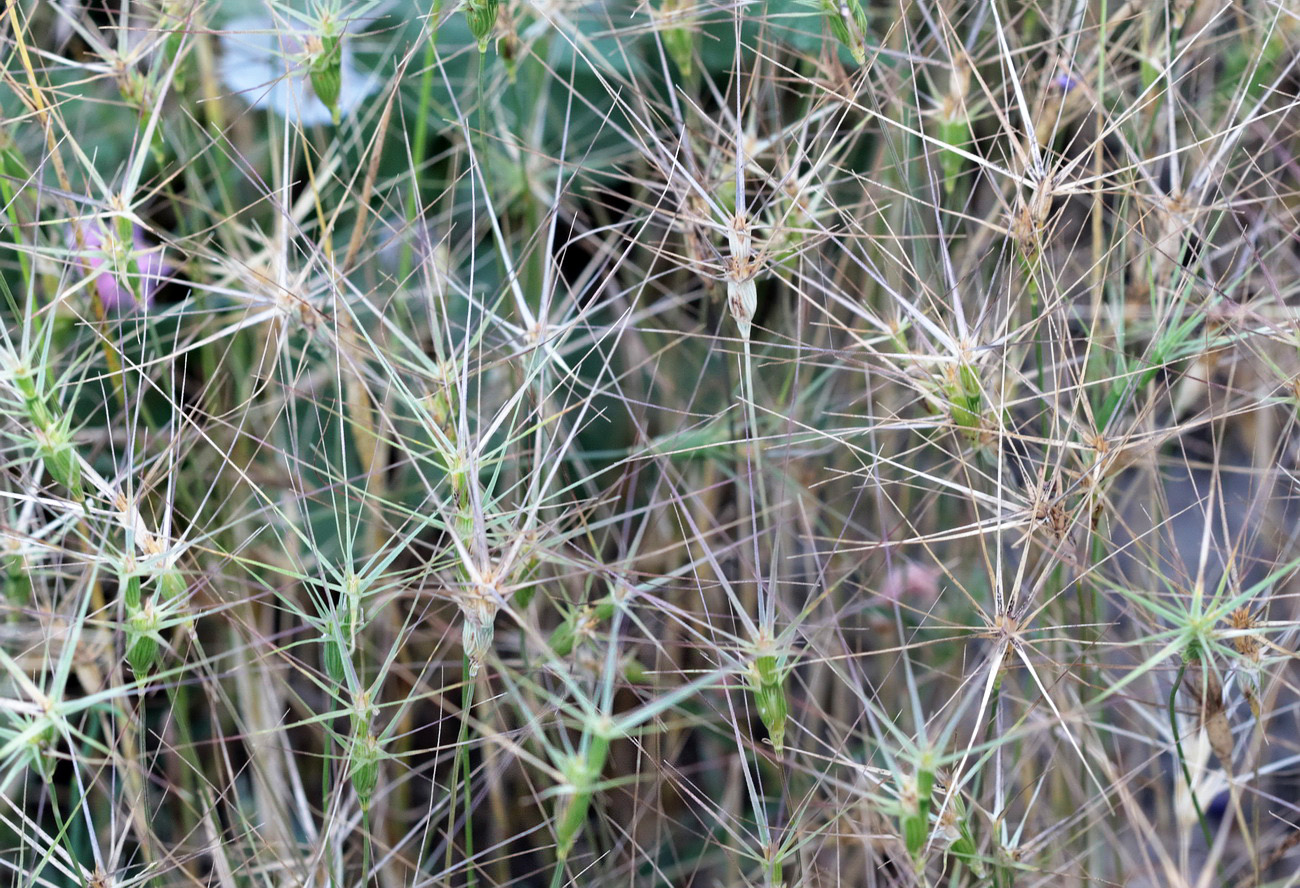 Изображение особи Aegilops biuncialis.