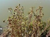 Bidens cernua