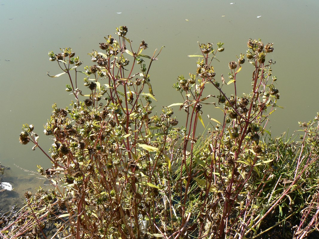 Image of Bidens cernua specimen.