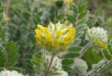 Astragalus dasyanthus