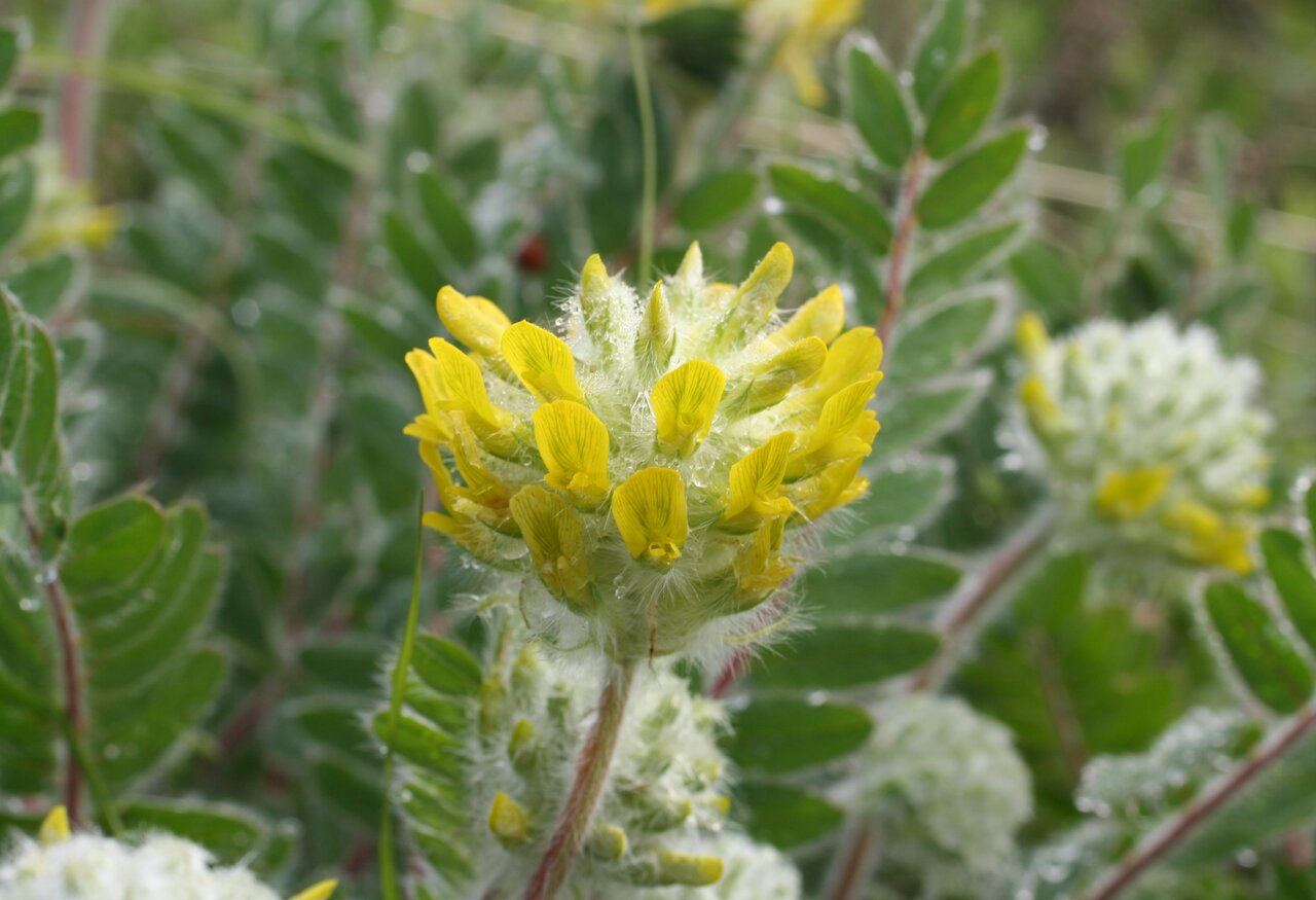 Изображение особи Astragalus dasyanthus.