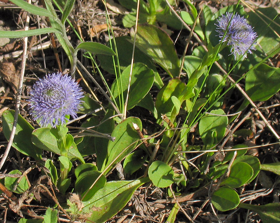 Image of Globularia bisnagarica specimen.