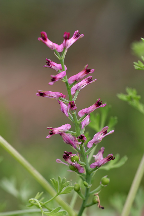 Image of Fumaria officinalis specimen.