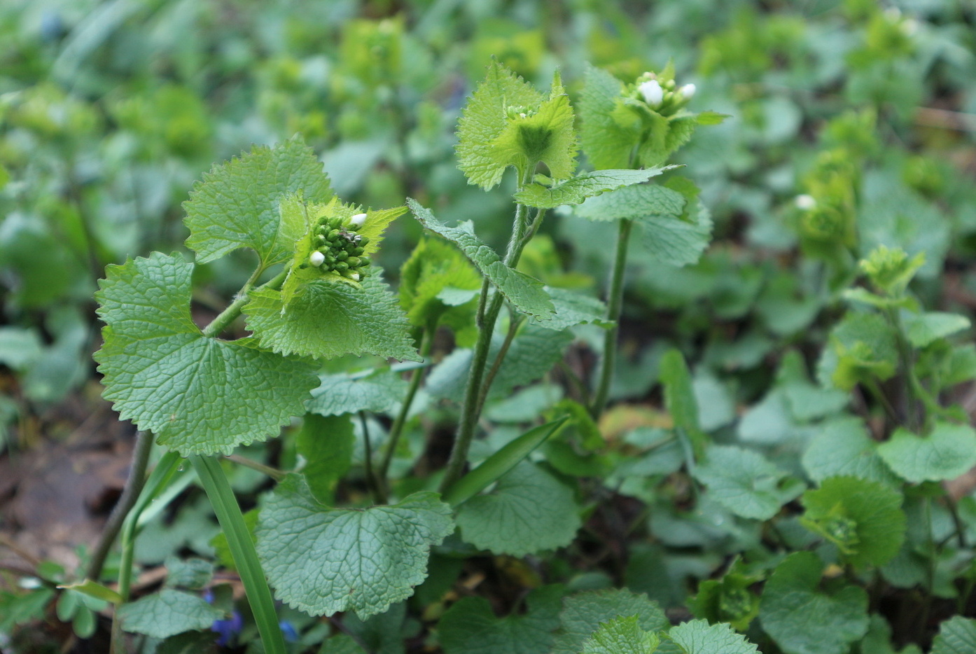 Image of Alliaria petiolata specimen.