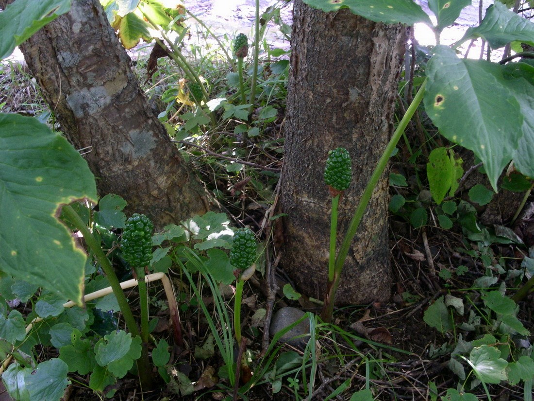 Image of Arisaema robustum specimen.