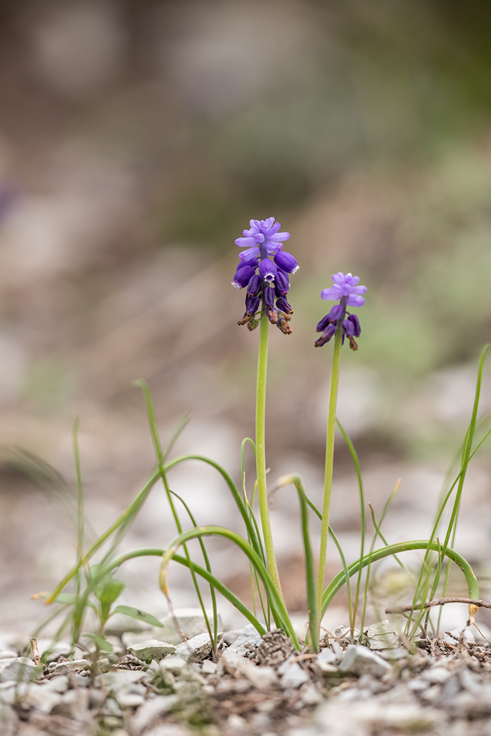 Изображение особи Muscari neglectum.