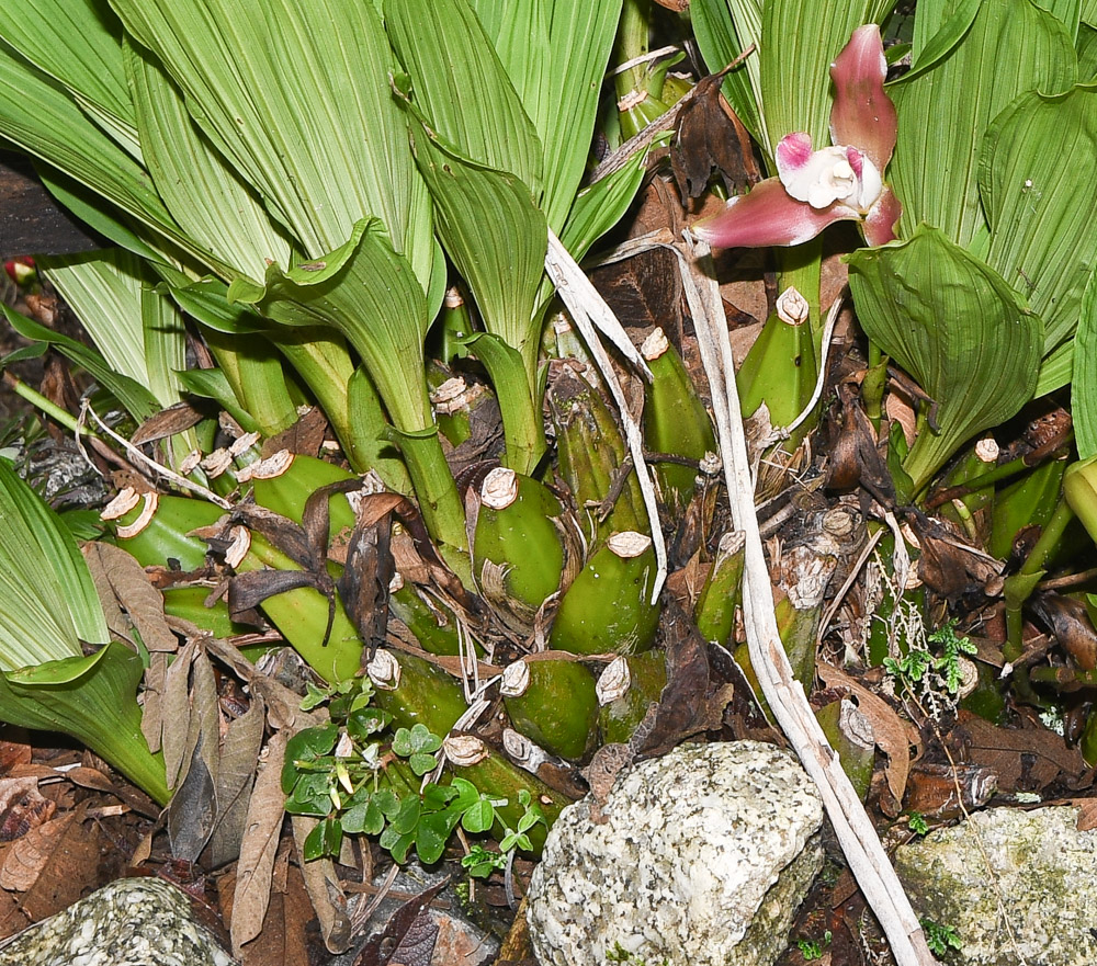 Image of Lycaste macrophylla specimen.