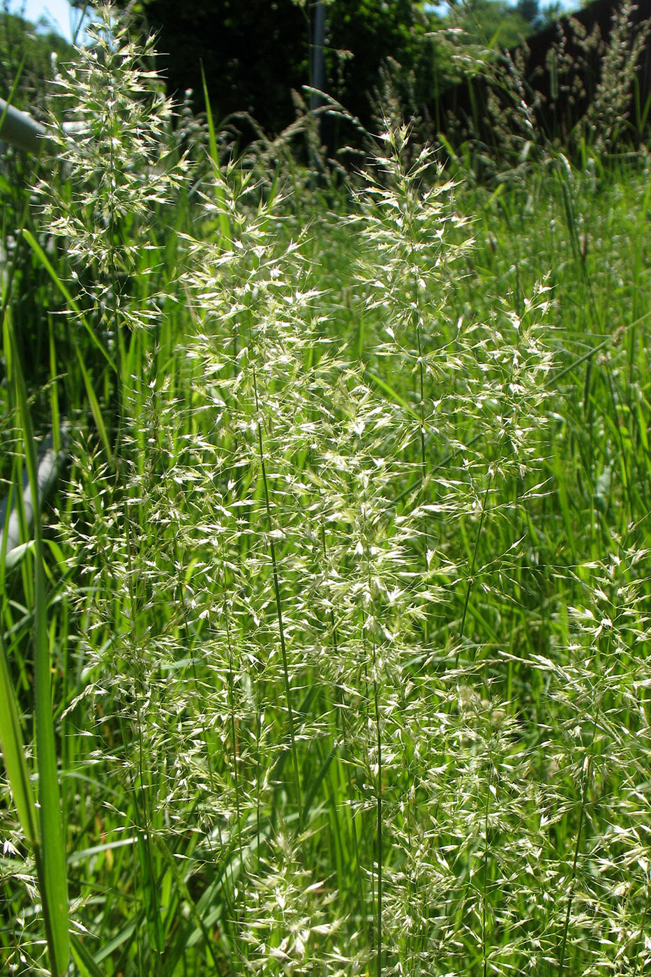 Изображение особи Trisetum flavescens.