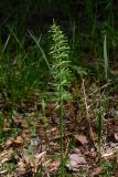 Equisetum pratense. Вегетативный побег. Свердловская обл., окр. г. Североуральск, небольшая полянка в сосново-еловом лесу. 30.05.2007.