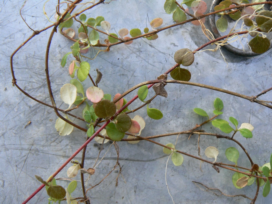 Image of Linnaea borealis specimen.