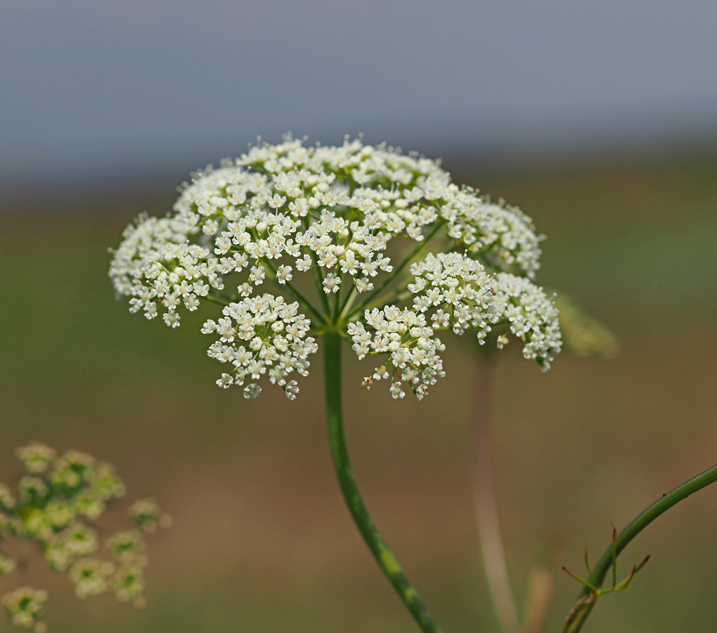 Изображение особи Cenolophium fischeri.