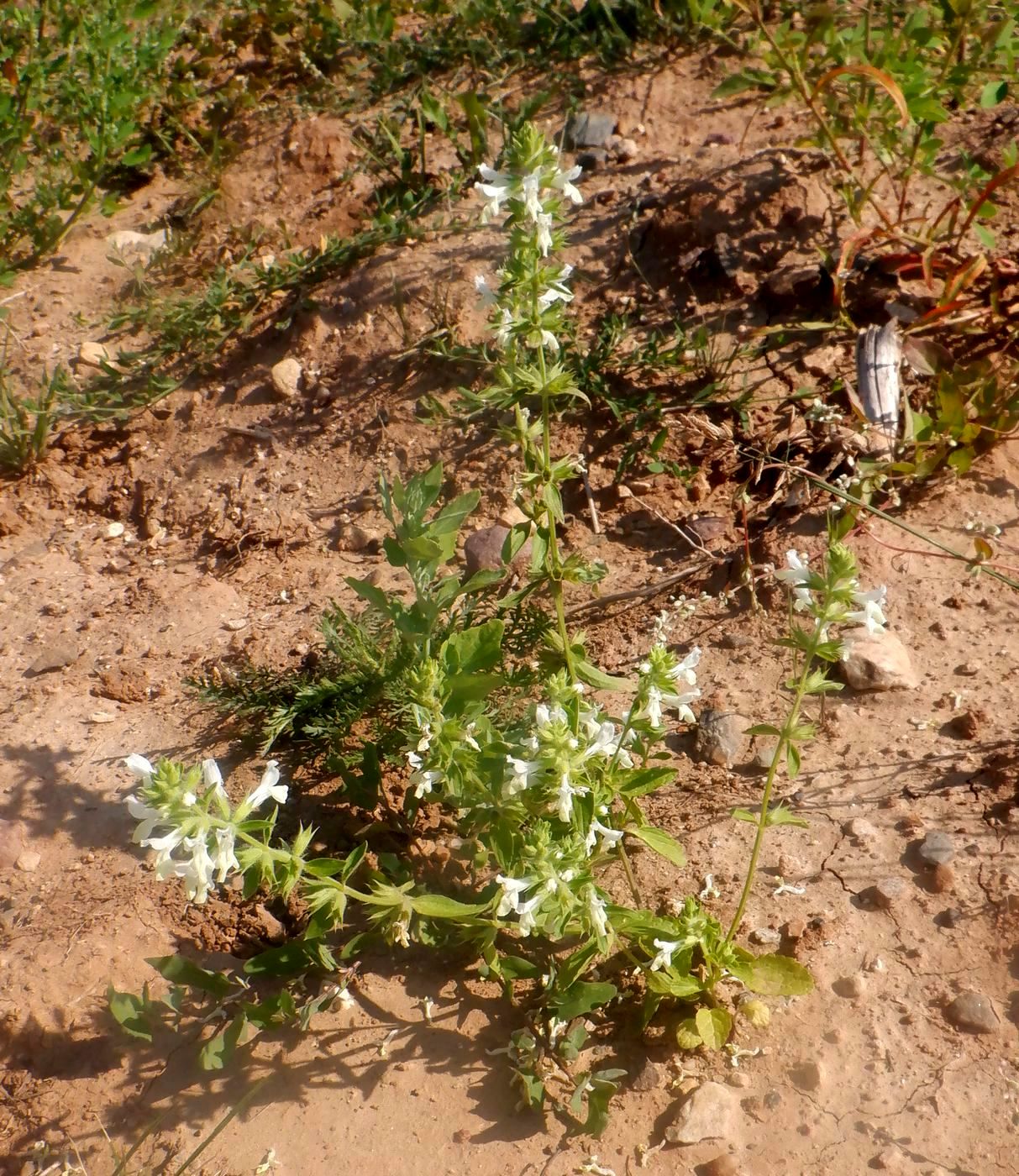 Image of Stachys annua specimen.