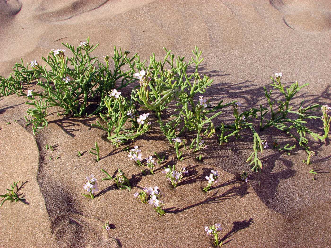 Image of Cakile euxina specimen.