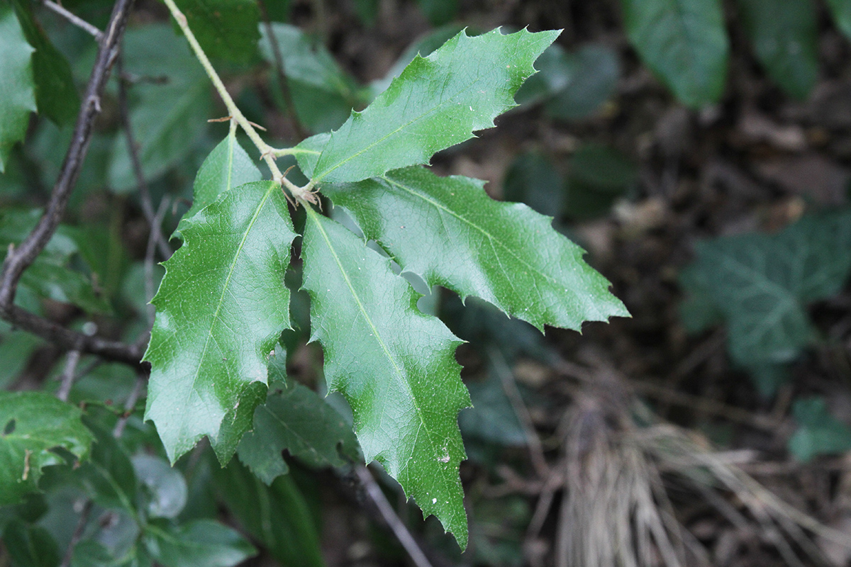 Изображение особи род Quercus.