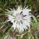 Centaurea cheiranthifolia