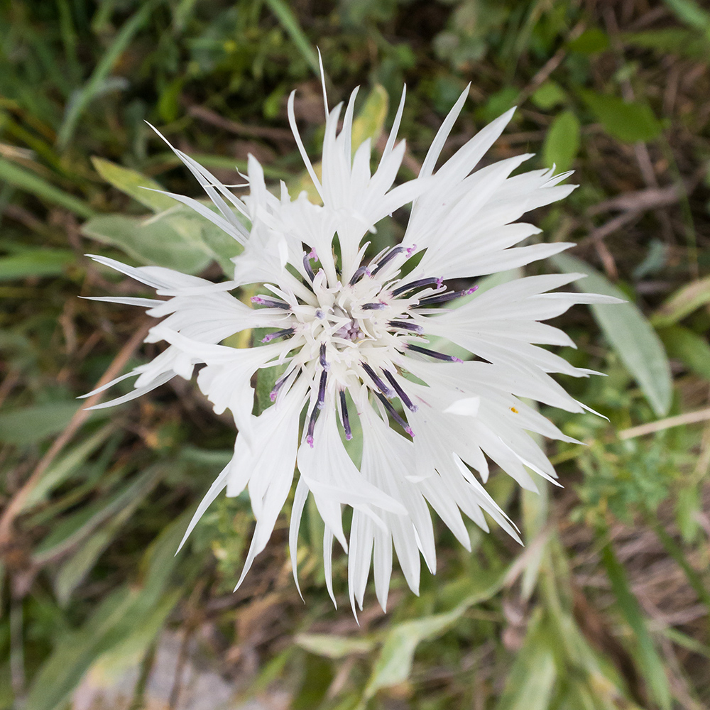 Image of Centaurea cheiranthifolia specimen.