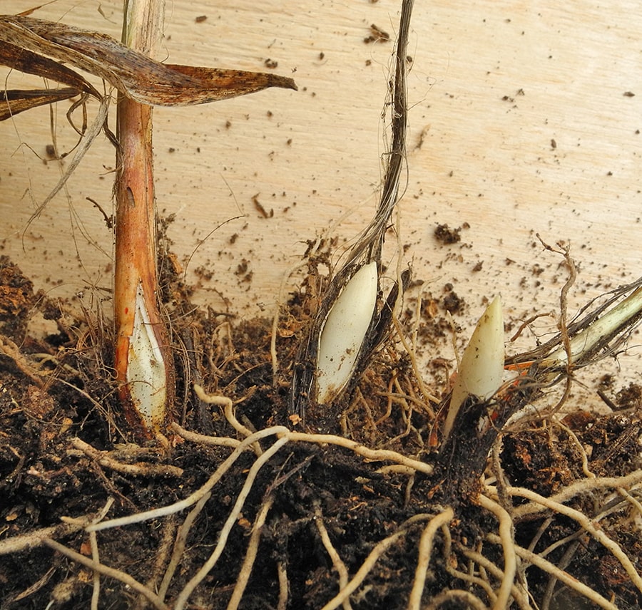 Image of Convallaria majalis specimen.