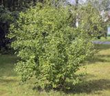 Betula humilis