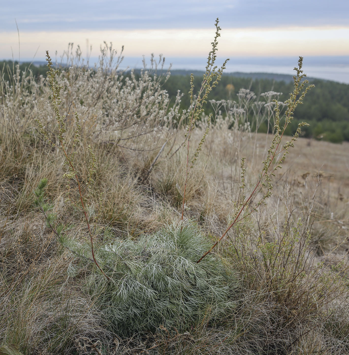 Изображение особи Artemisia campestris.