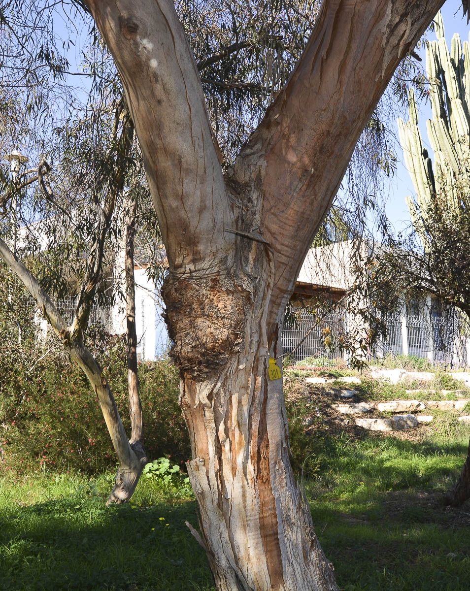 Image of genus Eucalyptus specimen.