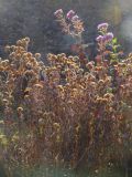 Chrysanthemum indicum