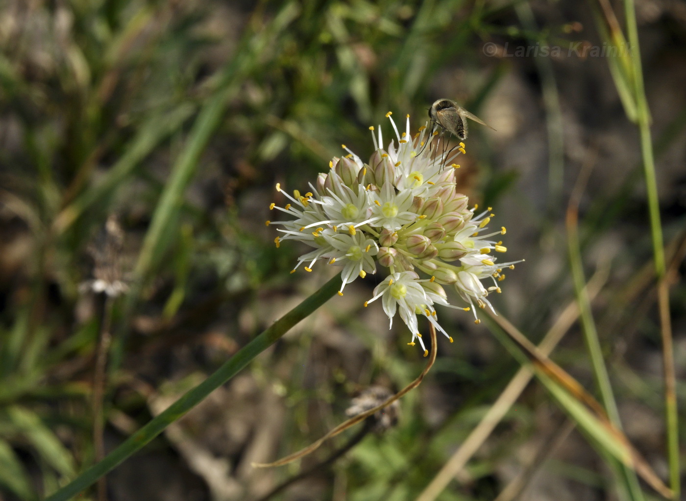 Image of Allium marschallianum specimen.