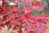 Acer palmatum