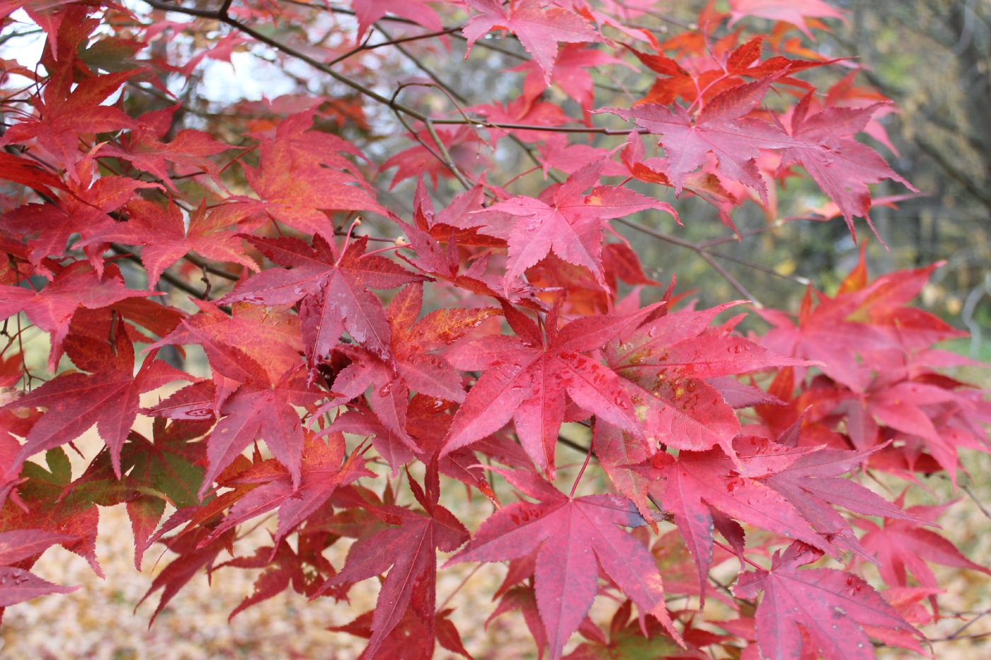 Image of Acer palmatum specimen.