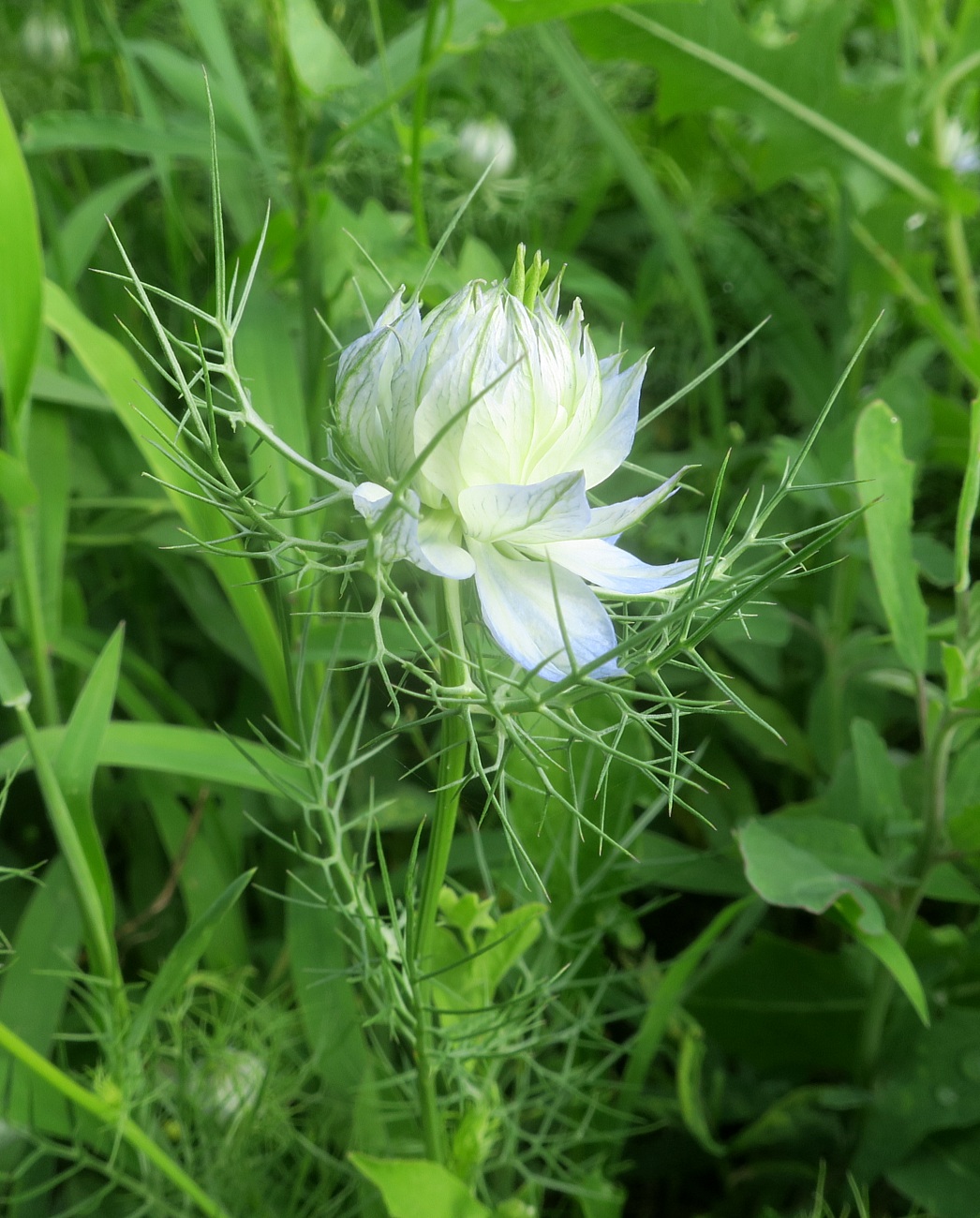 Изображение особи Nigella damascena.