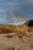 Deschampsia cespitosa