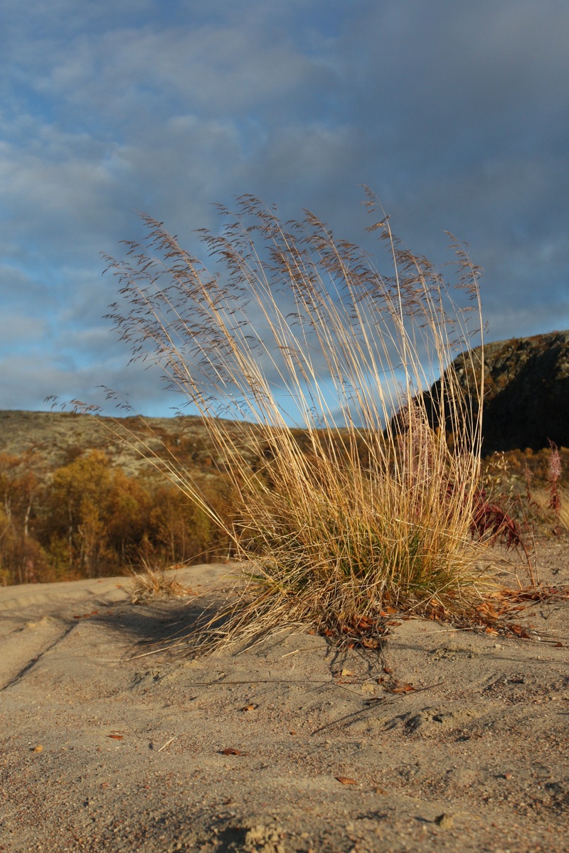 Image of Deschampsia cespitosa specimen.