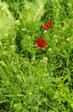 Papaver stevenianum. Цветущие растения. Ростовская обл., Азовский р-н, с. Кугей, во дворе. Третья декада мая 2004 г.