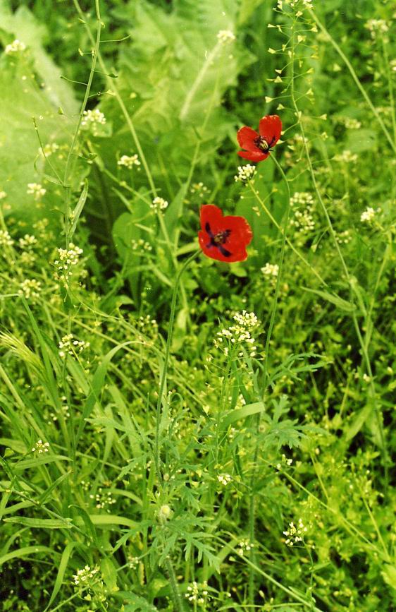 Image of Papaver stevenianum specimen.