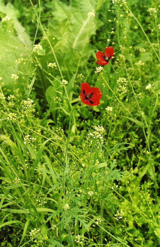 Изображение особи Papaver stevenianum.