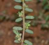 Euphorbia forskaolii. Часть веточки с плодами (вид на абаксиальную поверхность листьев). Израиль, Шарон, г. Герцлия, высокий берег Средиземного моря, цветник у дорожки к морю. 27.09.2014.