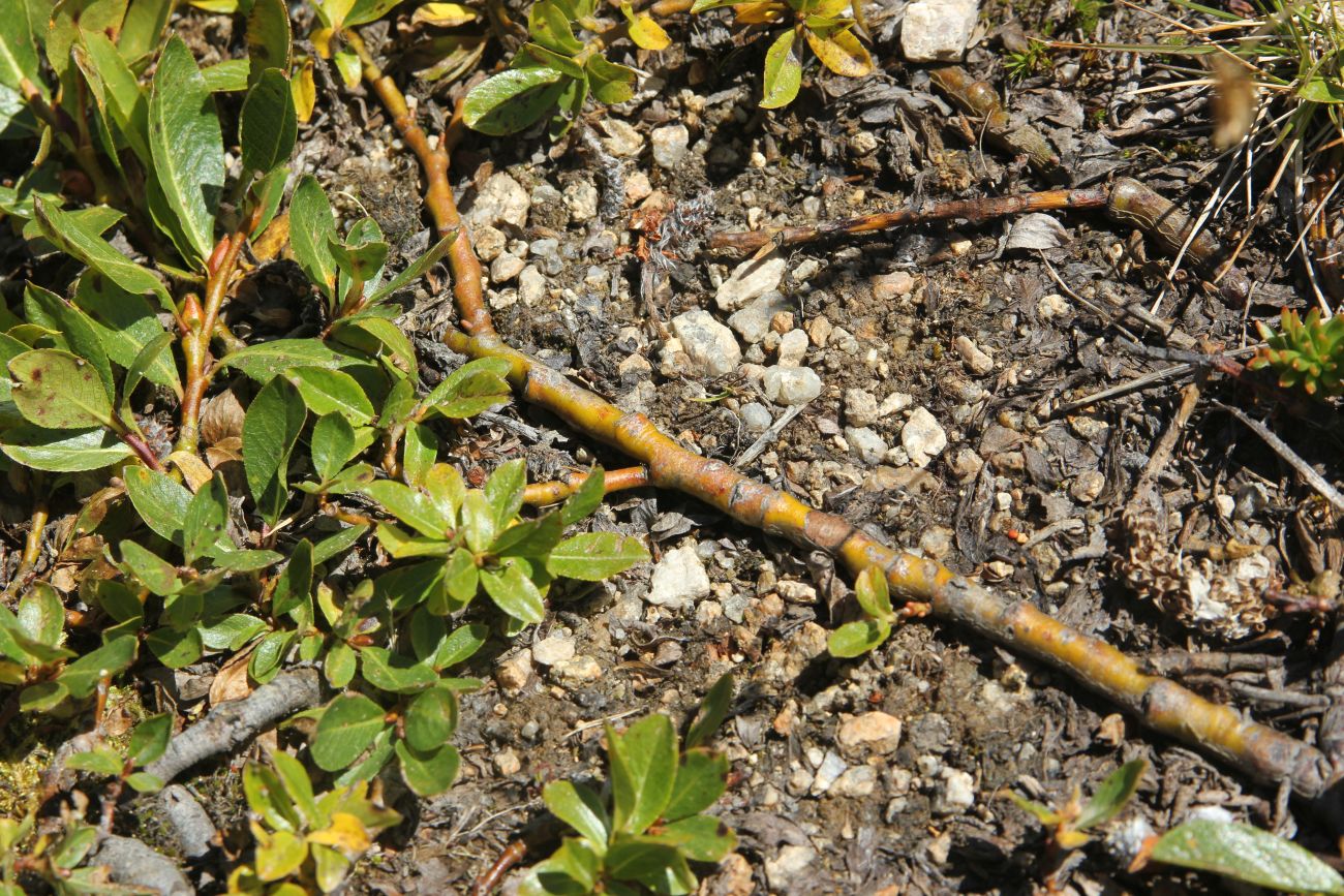 Изображение особи Salix rectijulis.