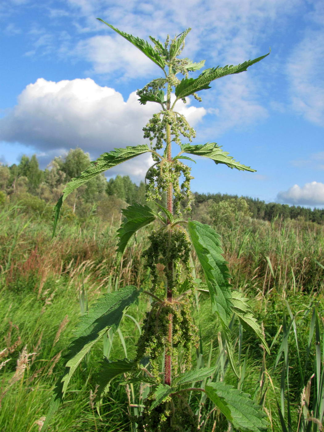 Изображение особи Urtica dioica.