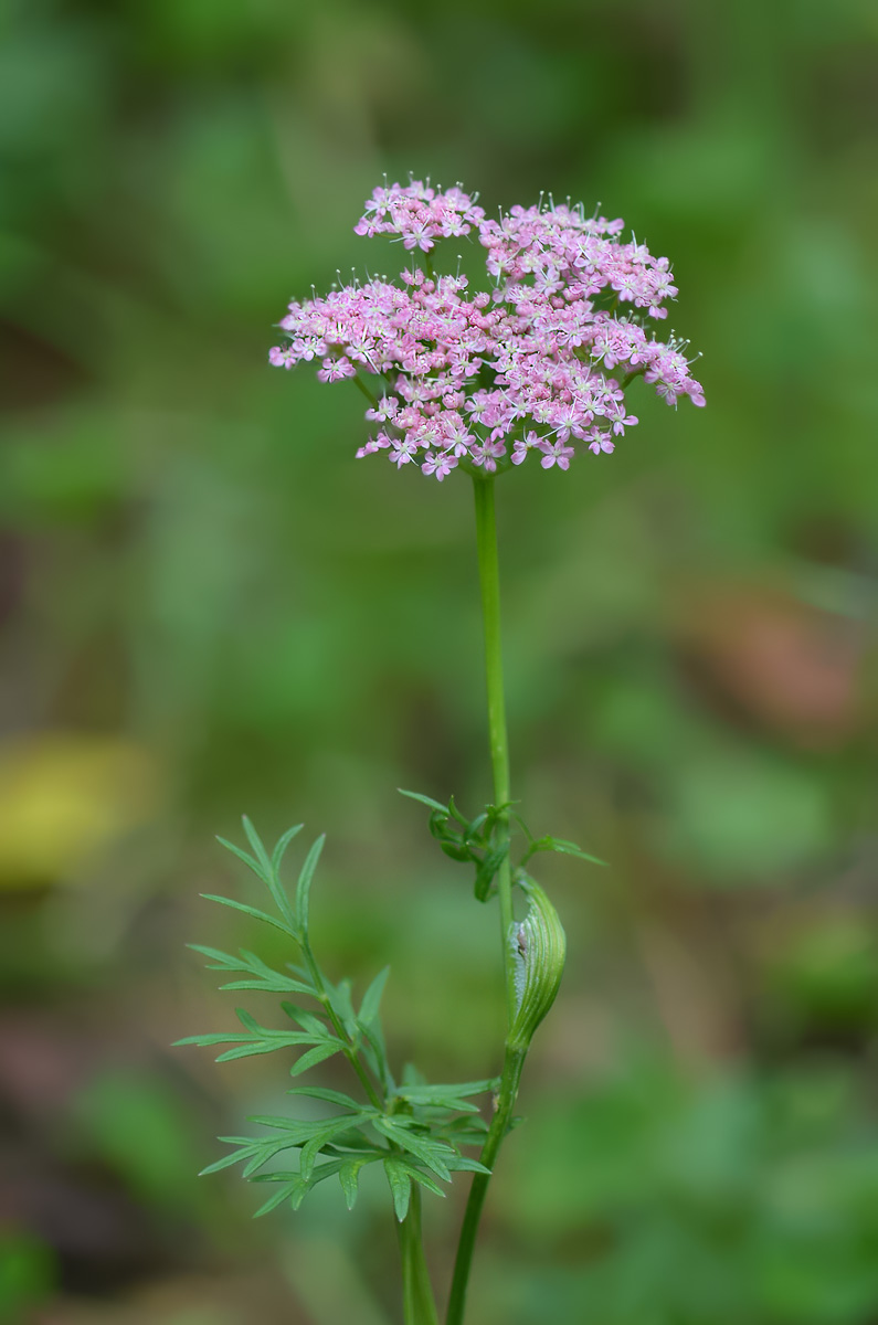 Image of Pimpinella rhodantha specimen.