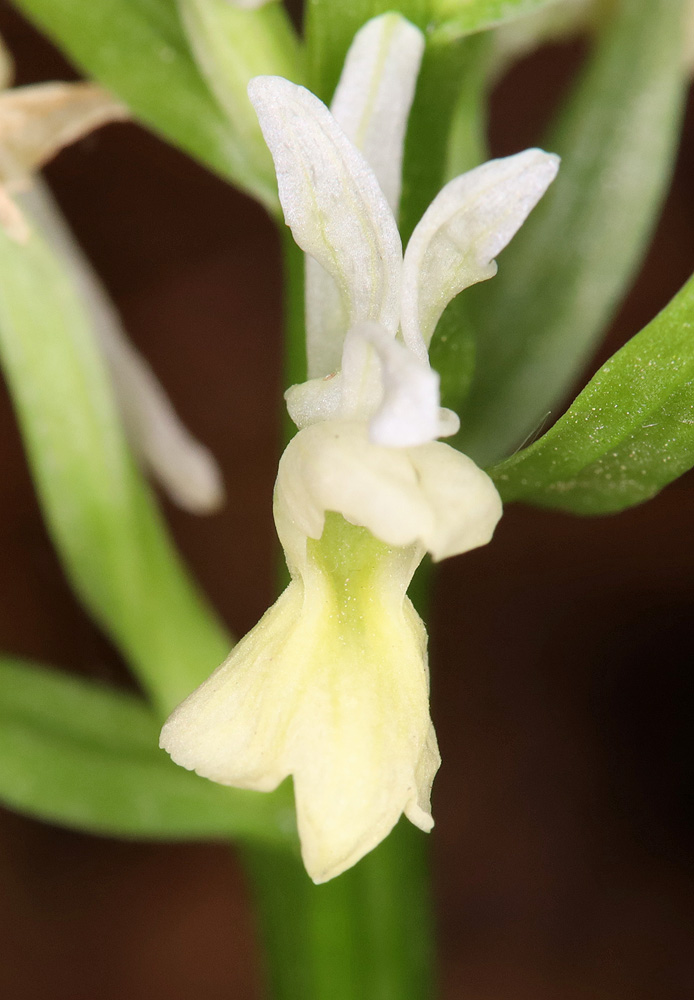 Image of Dactylorhiza romana ssp. georgica specimen.