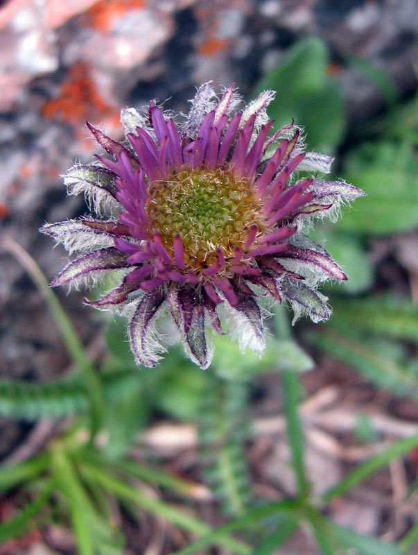 Image of genus Erigeron specimen.