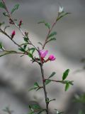 Cerasus incana. Часть ветви с распускающимися цветками и бутонами. Дагестан, Гунибский р-н, Карадахская теснина, каменистый склон. 02.05.2022.