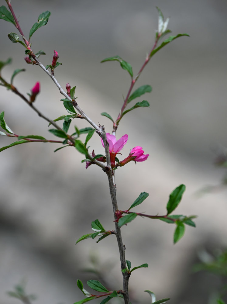 Изображение особи Cerasus incana.