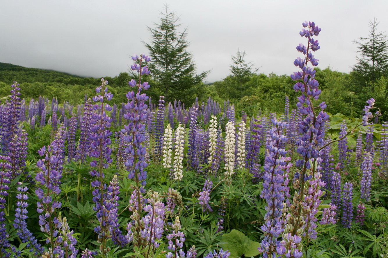 Изображение особи Lupinus &times; regalis.