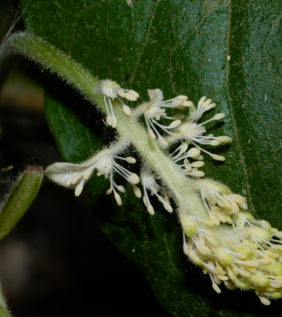 Image of Saururus cernuus specimen.