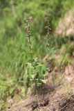 Epipactis helleborine. Цветущее растение. Крым, окр. Ялты, ущ. Уч-Кош. 05.07.2022.