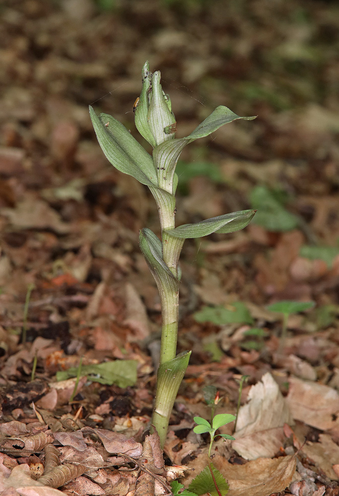 Изображение особи Epipactis condensata.